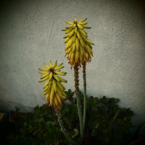 flowering aloe