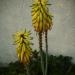 flowering aloe