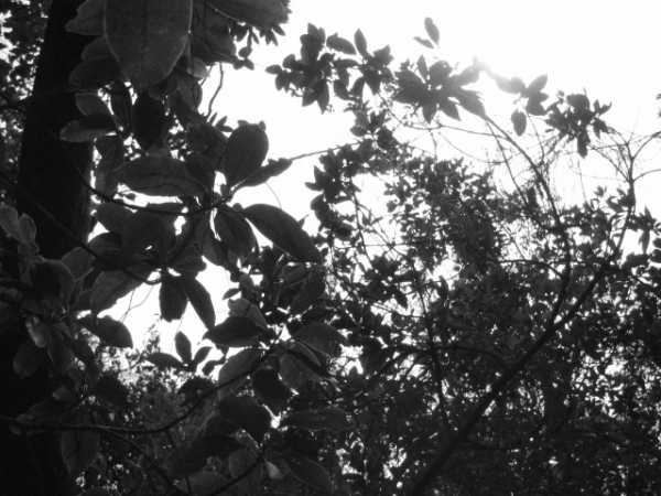 Nature succession without further interruption.