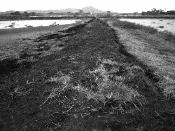 Autolysis or decomposition
