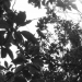 Nature succession without further interruption.