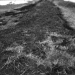 Autolysis or decomposition